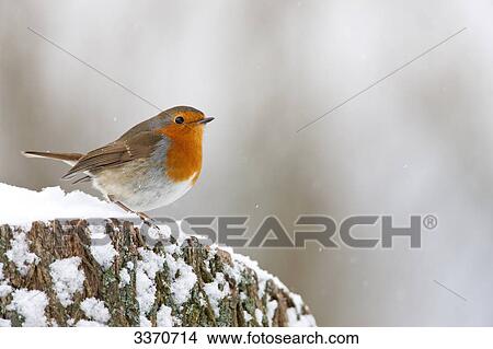 Robin redbreast (Erithacus rubecula), close-up View Large Photo Image Picture - Robin redbreast (Erithacus rubecula), close-up . Fotosearch