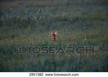 roe deer (Capreolus capreolus), full shot, Austria View Large Photo Image Stock Image - roe deer (Capreolus capreolus), full shot, Austria . Fotosearch