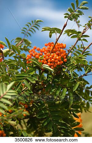 Rowan berry bush on Langeoog, Germany View Large Photo Image Stock Photograph - Rowan berry bush on Langeoog, Germany . Fotosearch
