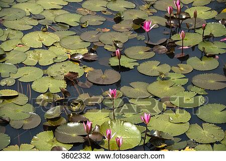 Sacred Lotus (Nelumbo nucifera) on water, Thailand View Large Photo Image Stock Image - Sacred Lotus (Nelumbo nucifera) on water, Thailand . Fotosearch