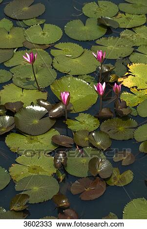 Sacred Lotus (Nelumbo nucifera) on water, Thailand View Large Photo Image Stock Image - Sacred Lotus (Nelumbo nucifera) on water, Thailand . Fotosearch