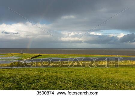 Picture - Salt marsh at Fedderwardersiel, Germany . Fotosearch