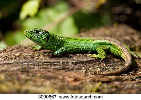 Stock Photo - Sand lizard, Lacerta agilis . Fotosearch