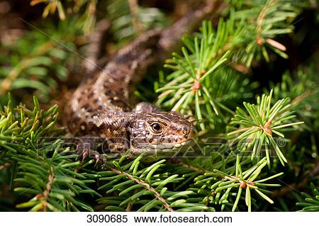 Stock Photography - Sand lizard, Lacerta agilis . Fotosearch