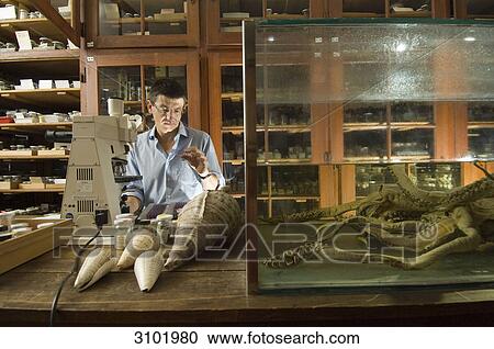 Scientist, Matthias Glaubrecht, Museum of Natural History, Berlin, Germany View Large Photo Image Stock Image - Scientist, Matthias Glaubrecht, Museum of Natural History, Berlin, Germany . Fotosearch