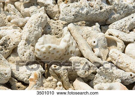 Stock Image - Sea fossils on beach, Ra-Yang Island Resort, Thailand . Fotosearch