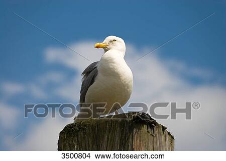 Seagull on a bollard, Harlesiel, Germany View Large Photo Image Picture - Seagull on a bollard, Harlesiel, Germany . Fotosearch