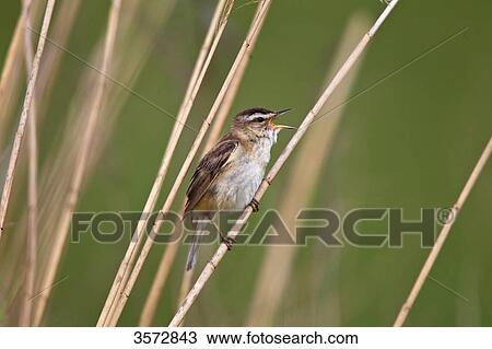 Sedge warbler, Acrocephalus schoenobaenus, Neusiedler See, Burgenland, Austria, Europe View Large Photo Image Stock Image - Sedge warbler, Acrocephalus schoenobaenus, Neusiedler See, Burgenland, Austria, Europe . Fotosearch