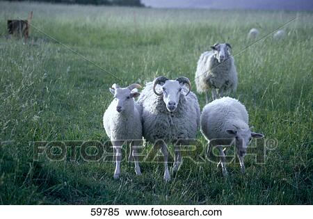 Sheep and lambs walking in field View Large Photo Image Stock Photography - Sheep and lambs walking in field . Fotosearch