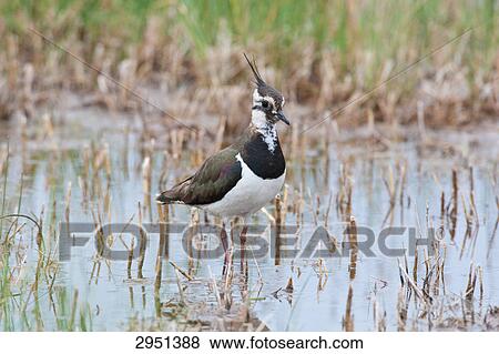shorebird, full shot View Large Photo Image Stock Photo - shorebird, full shot . Fotosearch
