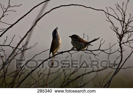 Silhouette of two Red-backed Shrike (Lanius collurio) birds perching on branch View Large Photo Image Stock Image - Silhouette of two Red-backed Shrike (Lanius collurio) birds perching on branch . Fotosearch