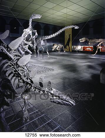 Skeleton of dinosaurs in museum, Senckenberg Museum, Frankfurt, Hesse, Germany View Large Photo Image Stock Photography - Skeleton of dinosaurs in museum, Senckenberg Museum, Frankfurt, Hesse, Germany . Fotosearch