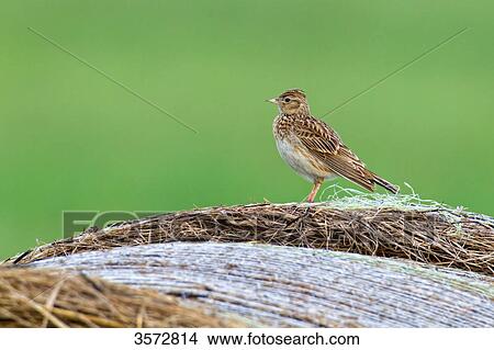 Picture - Skylark, Alauda arvensis, Neusiedler See, Burgenland, Austria, Europe . Fotosearch