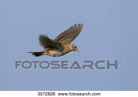 Skylark, Alauda arvensis, Neusiedler See, Burgenland, Austria, Europe View Large Photo Image Stock Photograph - Skylark, Alauda arvensis, Neusiedler See, Burgenland, Austria, Europe . Fotosearch