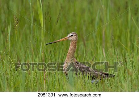 snipe, full shot View Large Photo Image Stock Image - snipe, full shot . Fotosearch