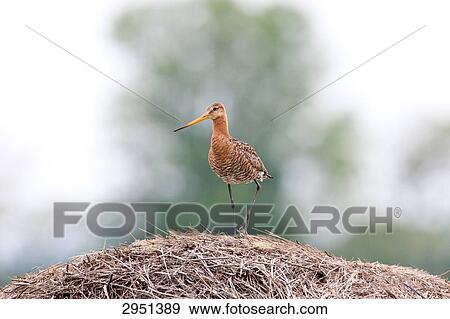 snipe, full shot View Large Photo Image Stock Photo - snipe, full shot . Fotosearch