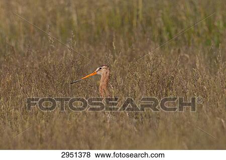 snipe, side view View Large Photo Image Stock Photo - snipe, side view . Fotosearch