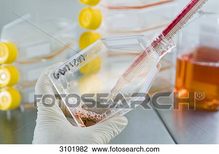 Stock Image - Stem cell research, Max Planck Institute for Molecular Genetics, scientist, laboratory technician cultivating stem-cells, Berlin, Germany . Fotosearch