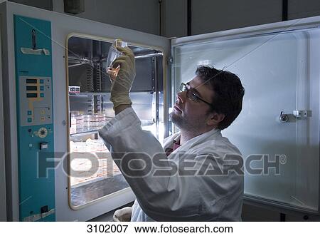 Stock Photo - Stem cell research, Max Planck Institute for Molecular Genetics, laboratory technician at incubator with cells, Berlin, Germany . Fotosearch