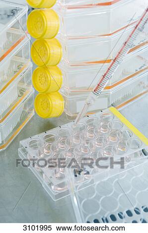 Stock Photography - Stem cell research, Max Planck Institute for Molecular Genetics, Berlin, Deutschland . Fotosearch