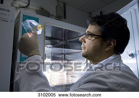 Stock Photography - Stem cell research, Max Planck Institute for Molecular Genetics, laboratory technician at incubator with cells, Berlin, Germany . Fotosearch
