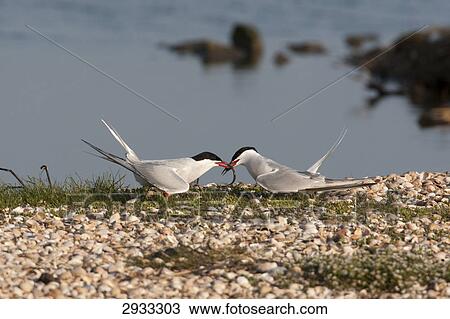 Sterna hirundo View Large Photo Image Stock Image - Sterna hirundo . Fotosearch