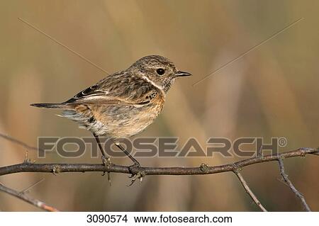 Picture - Stonecaht, Saxicola torquata . Fotosearch