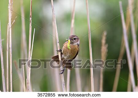 Stock Photography - Stonechat, Burgenland, Austria, Europe . Fotosearch