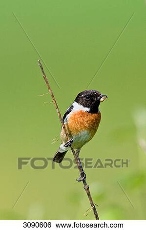 Stonechat, Saxicola torquata, full shot View Large Photo Image Stock Photograph - Stonechat, Saxicola torquata, full shot . Fotosearch