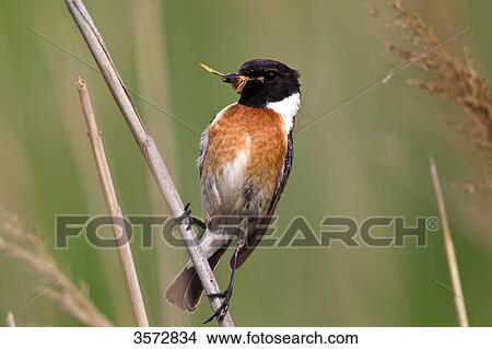 Picture - Stonechat, Saxicola torquata, Neusiedler See, Burgenland, Austria, Europe . Fotosearch