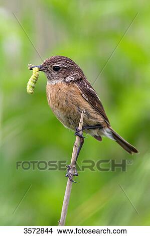 Stonechat, Saxicola torquata, Neusiedler See, Burgenland, Austria, Europe View Large Photo Image Picture - Stonechat, Saxicola torquata, Neusiedler See, Burgenland, Austria, Europe . Fotosearch