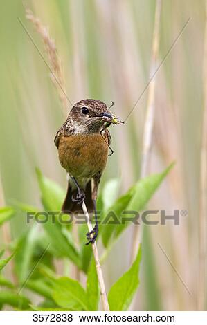 Stock Photo - Stonechat, Saxicola torquata, Neusiedler See, Burgenland, Austria, Europe . Fotosearch