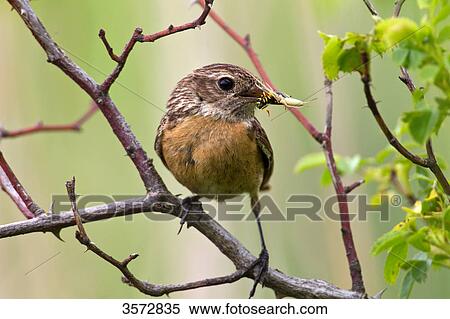 Stonechat, Saxicola torquata, Neusiedler See, Burgenland, Austria, Europe View Large Photo Image Stock Photography - Stonechat, Saxicola torquata, Neusiedler See, Burgenland, Austria, Europe . Fotosearch