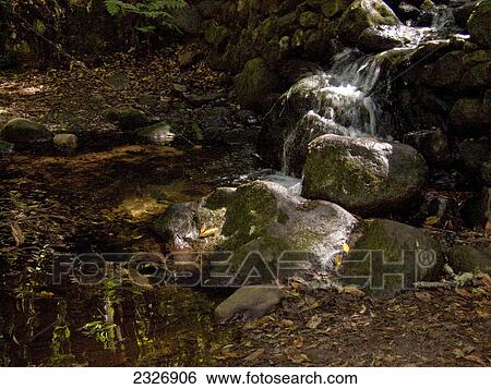 Stream flowing through rocks in forest, Garajonay National Park, La Gomera, Canary Islands, Spain View Large Photo Image Stock Photograph - Stream flowing through rocks in forest, Garajonay National Park, La Gomera, Canary Islands, Spain . Fotosearch