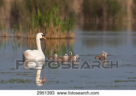 Stock Image - swan family, full shot . Fotosearch