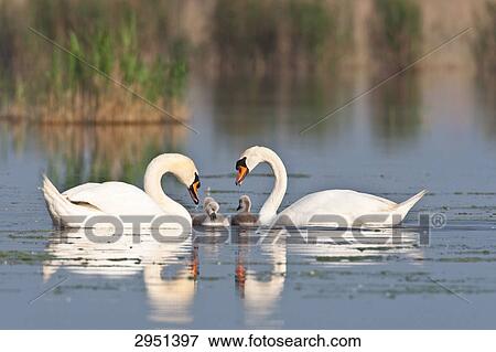 Swan family, full shot View Large Photo Image Stock Photo - Swan family, full shot . Fotosearch