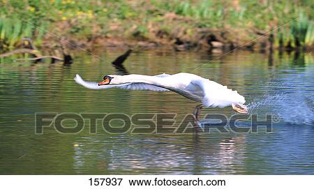 Stock Photo - Swan spreading its wings in pond . Fotosearch