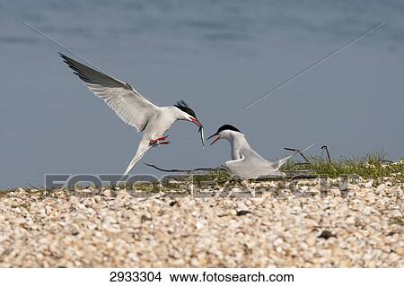 tern, Sterna hirundo View Large Photo Image Picture - tern, Sterna hirundo . Fotosearch
