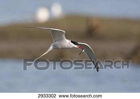 tern, Sterna hirundo View Large Photo Image Stock Image - tern, Sterna hirundo . Fotosearch