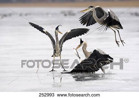 Stock Image - Three Grey Herons (Ardea cinerea) at shore, Mecklenburg-Western Pomerania, Germany . Fotosearch