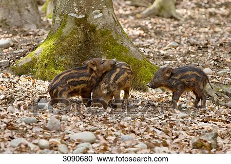 Stock Image - Three young boar . Fotosearch