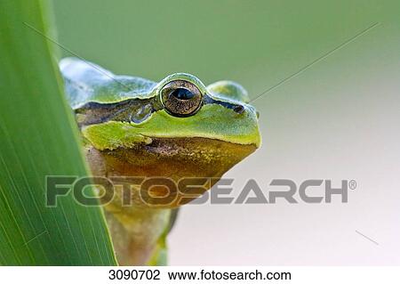 Tree frog, Hyla arborea, close-up View Large Photo Image Stock Image - Tree frog, Hyla arborea, close-up . Fotosearch