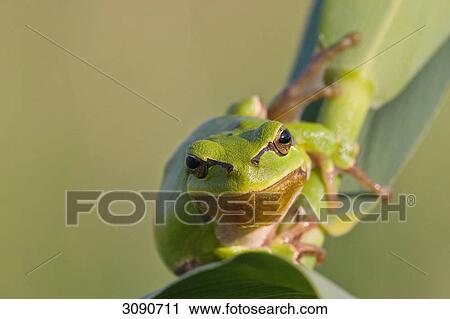 Tree frog, Hyla arborea, close-up View Large Photo Image Stock Image - Tree frog, Hyla arborea, close-up . Fotosearch