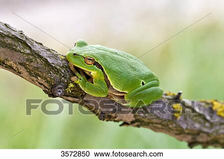 Stock Image - Tree frog, Hyla arborea, Neusiedler See, Burgenland, Austria, Europe . Fotosearch