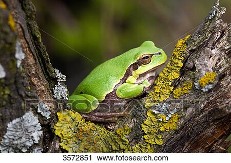 Tree frog, Hyla arborea, Neusiedler See, Burgenland, Austria, Europe View Large Photo Image Stock Image - Tree frog, Hyla arborea, Neusiedler See, Burgenland, Austria, Europe . Fotosearch
