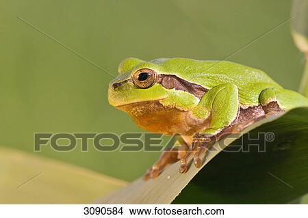 Tree frog, Hyla arborea View Large Photo Image Picture - Tree frog, Hyla arborea . Fotosearch