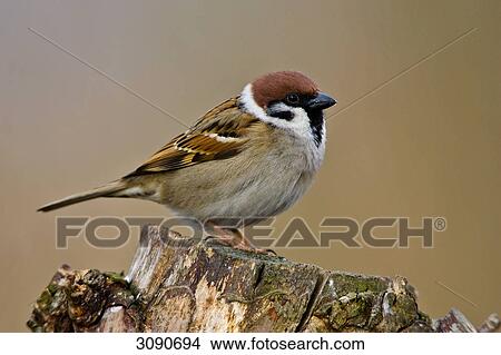 Picture - Tree sparrow, Passer montanus, full shot . Fotosearch
