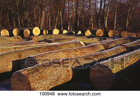 Tree trunks lying in forest View Large Photo Image Stock Photo - Tree trunks lying in forest . Fotosearch