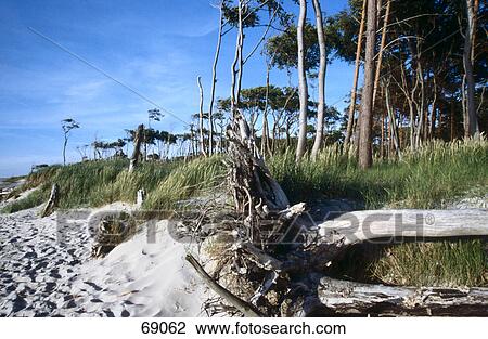 Trees and drift wood on a sandy beach, Mecklenburg-Western Pommerania, Germany View Large Photo Image Stock Image - Trees and drift wood on a sandy beach, Mecklenburg-Western Pommerania, Germany . Fotosearch