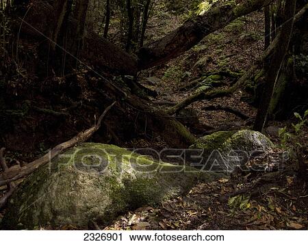 Trees and rocks in dense forest, Garajonay National Park, La Gomera, Canary Islands, Spain View Large Photo Image Stock Image - Trees and rocks in dense forest, Garajonay National Park, La Gomera, Canary Islands, Spain . Fotosearch